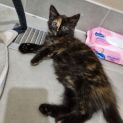 Photo of Odette