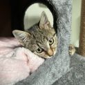 Photo of Eevee