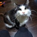 Photo of Mr Bojangles