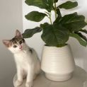 Photo of Loki