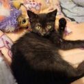 Photo of Ebony