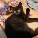Photo of Ebony