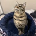 Photo of Charlie & Peach   Bonded Pair