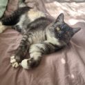 Photo of Snowdrop