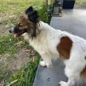Photo of Ace