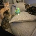 Photo of Jersey **2nd Chance Cat Rescue**