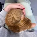 Photo of Dandelion