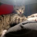 Photo of Nutmeg