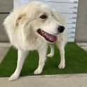 Photo of Dougal