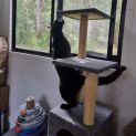 Photo of Peanut