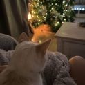 Photo of Snowy