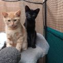 Photo of Ruebli **2nd Chance Cat Rescue**