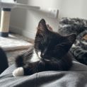 Photo of Nelson Muntz **2nd Chance Pet Rescue**