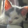 Photo of Snowball