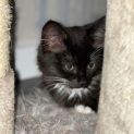 Photo of Luna ** 2nd Chance Cat Rescue**