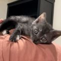 Photo of Minerva
