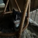 Photo of Moss **2nd Chance Cat Rescue**