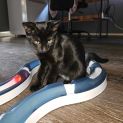 Photo of Khan ** 2nd Chance Cat Rescue **