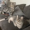 Photo of Little Miss **2nd Chance Cat Resue**