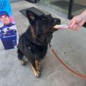 Photo of Baloo
