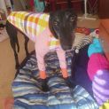 Photo of Millie Greyhound 