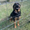 Photo of Moose