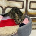 Photo of Burrito