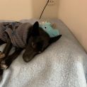 Photo of Pip