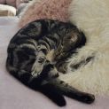 Photo of Tiberius (Tibby)