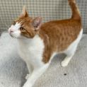 Photo of Edie ** 2nd Chance Cat Rescue**