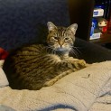 Photo of Nikita ** 2nd Chance Cat Rescue **