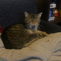 Photo of Nikita ** 2nd Chance Cat Rescue **