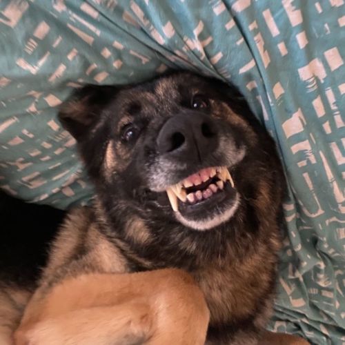 Ace