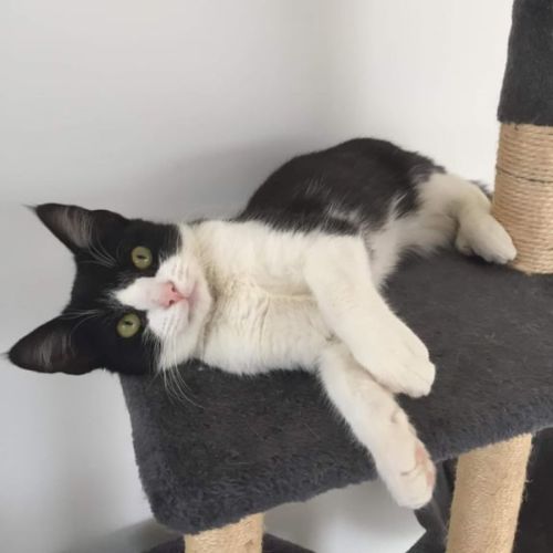 Harley - 10 wk kitten (on trial 18/10)