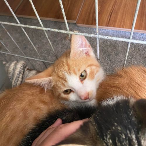 Max **2nd Chance Cat Rescue**