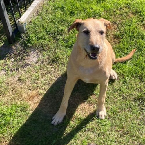 Evie ~ 4.5yr Old Wolfhound X(On Trial 11/7/22)