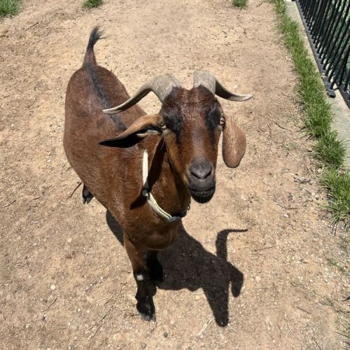 Rosie and Henry -  Goat