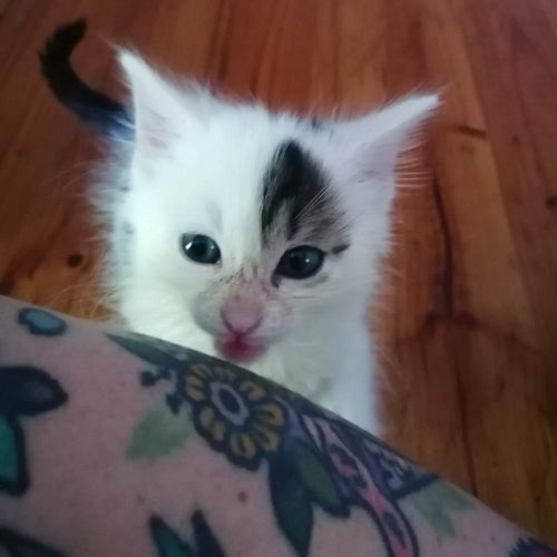 Oreo Cookie 
