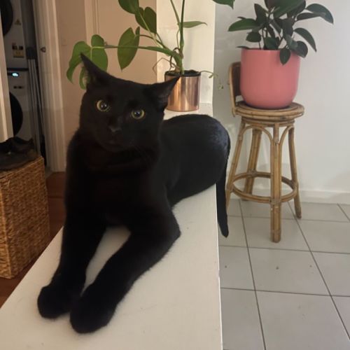 Saber meet me at Petstock carrum downs store 