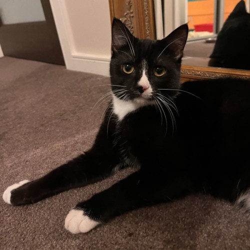 Jasper - Located in Pascoe Vale