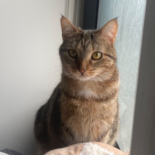 Astrid **2nd Chance Cat Rescue**