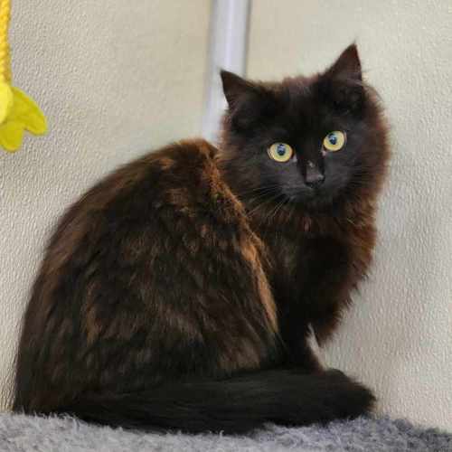 🍫 Malteaser 5469 🍫