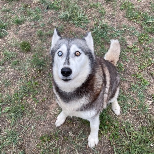 Dakota
