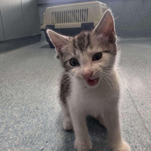 Azriel - Located in Kew