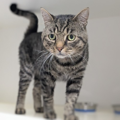 🎈 Garfunkel 5873 🎈