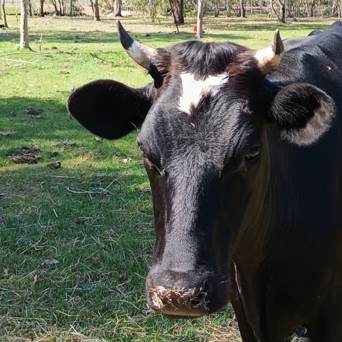 Lucky the Bull - Newby and Coco the Cows