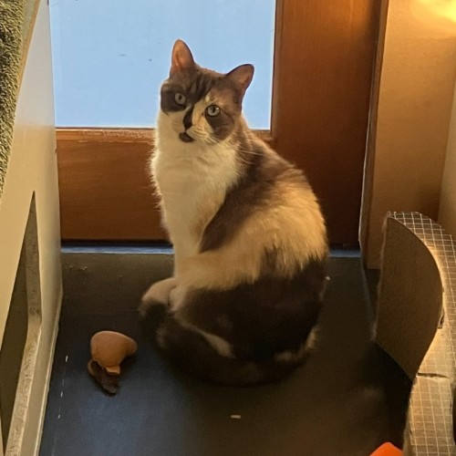 Nala