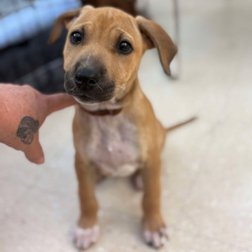 No photo for Coconut