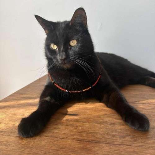 No photo for Twisty   In Foster Care In Thornbury