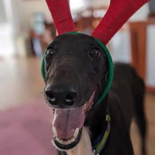 Angie, the greyhound